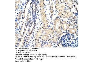 Rabbit Anti-EXOSC3 Antibody  Paraffin Embedded Tissue: Human Kidney Cellular Data: Epithelial cells of renal tubule Antibody Concentration: 4. (EXOSC3 antibody  (C-Term))