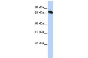 Image no. 1 for anti-TAF15 RNA Polymerase II, TATA Box Binding Protein (TBP)-Associated Factor, 68kDa (TAF15) (AA 108-157) antibody (ABIN6742981) (TAF15 antibody  (AA 108-157))
