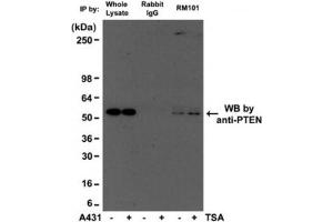 IP of human A431 cell lysate with recombinant Acetyl Lysine antibody at 1:500 and probed with anti-PTEN mouse mAb. (Recombinant Acetylated Lysine antibody)