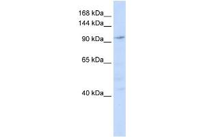 WB Suggested Anti-NOMO1 Antibody Titration: 0. (NOMO1 antibody  (N-Term))