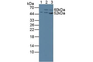 Western blot analysis of (1) Human 293T Cells, (2) Human HeLa cells and (3) Human HepG2 Cells.