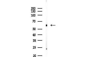 anti-beta 1,3-Galactosyltransferase-Like (B3GALTL) (C-Term) antibody