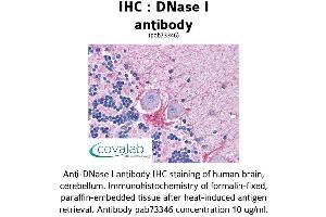 Image no. 1 for anti-Deoxyribonuclease I (DNASE1) (AA 1-252) antibody (ABIN1733719) (DNASE1 antibody  (AA 1-252))
