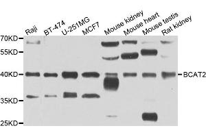 Western blot analysis of extracts of various cell lines, using BCAT2 antibody.