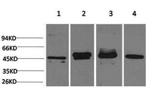 Western Blot analysis of 1) Hela, 2) 293T, 3) Mouse brain, 4) Rat brain with GAP43 Monoclonal Antibody (GAP43 antibody)