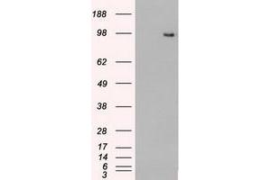 Image no. 14 for anti-TYRO3 Protein Tyrosine Kinase (TYRO3) antibody (ABIN1501606) (TYRO3 antibody)