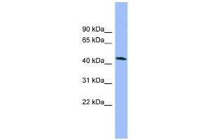 NECAB3 antibody used at 1 ug/ml to detect target protein. (NECAB3 antibody  (N-Term))