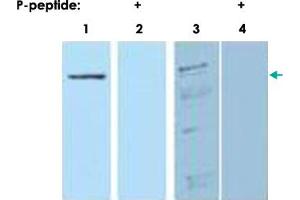 Western blot analysis of recombinant protein with PDCD4 (phospho S457) polyclonal antibody . (PDCD4 antibody  (pSer457))