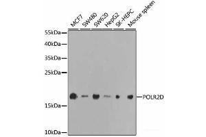 Western blot analysis of extracts of various cell lines using POLR2D Polyclonal Antibody at dilution of 1:1000. (POLR2D antibody)