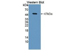 Detection of Recombinant BMP8B, Mouse using Polyclonal Antibody to Bone Morphogenetic Protein 8B (BMP8B) (BMP8B antibody  (AA 20-399))
