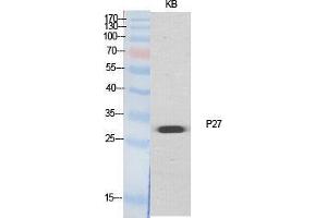 Western Blot (WB) analysis of specific cells using p27 Polyclonal Antibody. (P27 (Ser235), (Ser236) antibody)