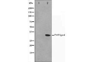 Western blot analysis on 293 cell lysate using FASL Antibody,The lane on the left is treated with the antigen-specific peptide. (FASL antibody  (Internal Region))