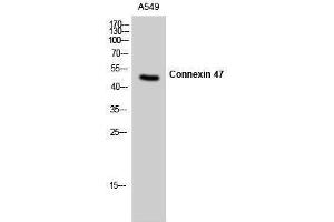 Western Blotting (WB) image for anti-Gap Junction Protein, gamma 2, 47kDa (GJC2) (N-Term) antibody (ABIN3184037) (GJC2 antibody  (N-Term))