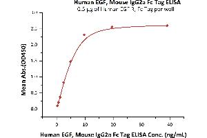 Immobilized Human EGF R, Fc Tag (ABIN2181001,ABIN2181000) at 5 μg/mL (100 μL/well)can bind Human EGF, Mouse IgG2a Fc Tag (ABIN6731279,ABIN6809973) with a linear range of 0. (EGF Protein (AA 971-1023) (Fc Tag))