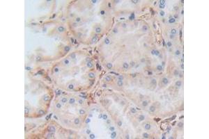 Figure. (Thrombomodulin antibody  (AA 325-481))