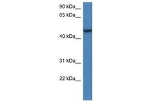 Image no. 1 for anti-Armadillo Repeat Containing, X-Linked 1 (ARMCX1) (AA 303-352) antibody (ABIN6747270) (ARMCX1 antibody  (AA 303-352))