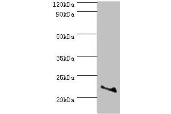 ASF1A antibody  (AA 1-204)