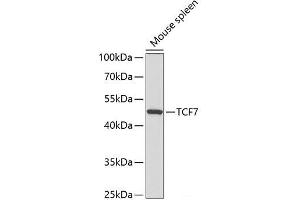 Western blot analysis of extracts of Mouse spleen using TCF7 Polyclonal Antibody at dilution of 1:300. (TCF7 antibody)