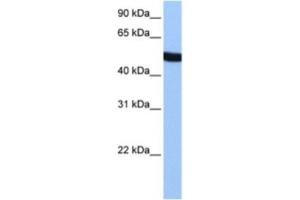 Western Blotting (WB) image for anti-Spermatogenesis Associated 6 (SPATA6) antibody (ABIN2463602)