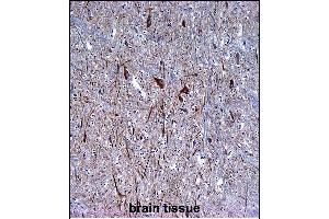 INA Antibody (ABIN1539795 and ABIN2843772) immunohistochemistry analysis in formalin fixed and paraffin embedded human brain tissue followed by peroxidase conjμgation of the secondary antibody and DAB staining.