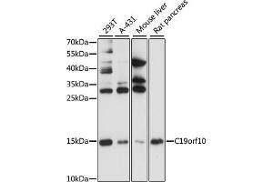 Western blot analysis of extracts of various cell lines, using C19orf10 antibody (ABIN3021417, ABIN3021418, ABIN3021419 and ABIN6215022) at 1:1000 dilution. (C19orf10 antibody  (AA 1-173))