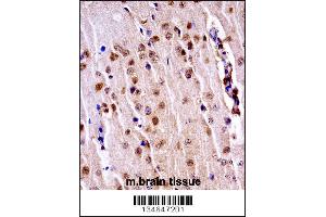 Mouse Nek3 Antibody immunohistochemistry analysis in formalin fixed and paraffin embedded mouse brain tissue followed by peroxidase conjugation of the secondary antibody and DAB staining. (NEK3 antibody  (C-Term))