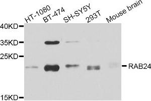 Western blot analysis of extracts of various cell lines, using RAB24 antibody.