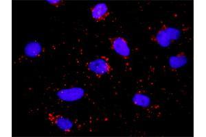 Proximity Ligation Analysis of protein-protein interactions between CD74 and HLA-DQA1. (HLA-DQA1 antibody  (AA 24-110))