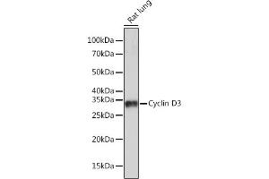 Western blot analysis of extracts of Rat lung, using Cyclin D3 Rabbit mAb (ABIN1681042, ABIN3018381, ABIN3018382 and ABIN7101605) at 1:1000 dilution. (Cyclin D3 antibody)