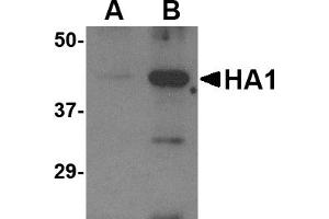 Western blot analysis of (A) 5 ng and (B) 25 ng of recombinant HA1 with Avian Influenza Hemagglutinin antibody at 1 µg/mL. (Hemagglutinin antibody  (N-Term))