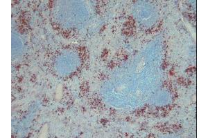 Image no. 3 for anti-S100 Calcium Binding Protein A9 (S100A9) antibody (ABIN379944) (S100A9 antibody)