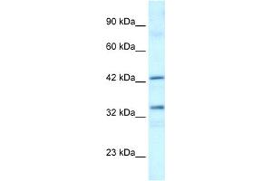WB Suggested Anti-TAF1A Antibody Titration:  0. (TAF1A antibody  (C-Term))