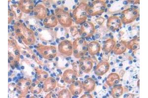 IHC-P analysis of Mouse Kidney Tissue, with DAB staining. (EFNA4 antibody  (AA 1-206))