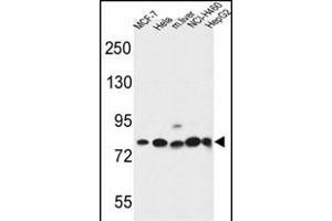 GPHN Antibody (Center) (ABIN653742 and ABIN2843044) western blot analysis in MCF-7,Hela,NCI-,HepG2 cell line and mouse liver tissue lysates (35 μg/lane). (Gephyrin antibody  (AA 437-466))