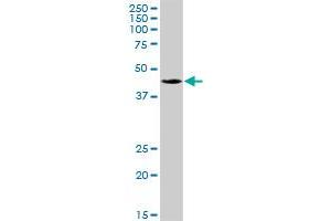 C6orf210 MaxPab polyclonal antibody. (PDSS2 antibody  (AA 1-399))