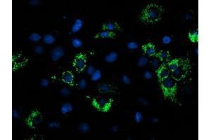 Anti-NDUFA7 mouse monoclonal antibody (ABIN2454432) immunofluorescent staining of COS7 cells transiently transfected by pCMV6-ENTRY NDUFA7 (RC200534). (NDUFA7 antibody)