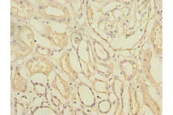 TTC33 antibody  (AA 1-262)