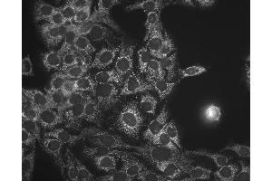 Immunocytochemistry/Immunofluorescence analysis using Mouse Anti-Hsp60 Monoclonal Antibody, Clone LK-1 . (HSPD1 antibody  (Biotin))