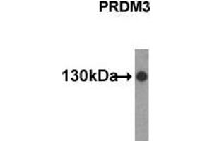 Western Blotting (WB) image for anti-MDS1 and EVI1 Complex Locus (MECOM) (N-Term) antibody (ABIN356376) (MECOM antibody  (N-Term))