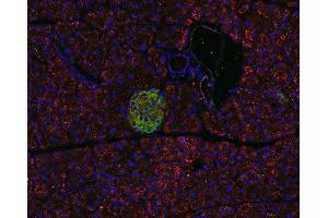 Indirect immunostaining of PFA fixed, paraffin embedded pancreas section with anti-pantophysin (dilution 1 : 500; red) and guinea pig anti-VAMP 1/2/3 (cat. (SYPL1 antibody)