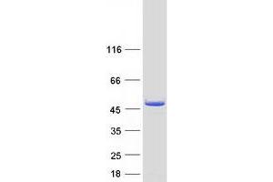 Hydroxymethylbilane Synthase (HMBS) (Transcript Variant 2) protein (Myc-DYKDDDDK Tag)