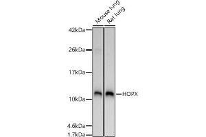Western blot analysis of extracts of various cell lines, using HOPX antibody (ABIN7267782) at 1:1000 dilution. (HOPX antibody  (AA 1-73))