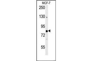 Western blot analysis of OXR1 Antibody (Center) in MCF-7 cell line lysates (35ug/lane). (OXR1 antibody  (Middle Region))