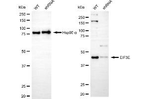 Western blotting analysis using EIF3E antibody (ABIN7798519). (Recombinant EIF3E antibody)