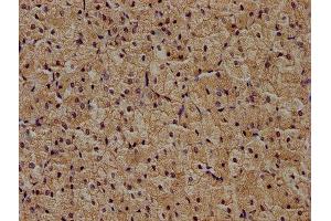 IHC image of ABIN7174401 diluted at 1:400 and staining in paraffin-embedded human adrenal gland tissue performed on a Leica BondTM system. (ZRANB1 antibody  (AA 111-397))