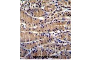 TEKT5 Antibody (Center) (ABIN655470 and ABIN2844996) immunohistochemistry analysis in formalin fixed and paraffin embedded human stomach tissue followed by peroxidase conjugation of the secondary antibody and DAB staining. (TEKT5 antibody  (AA 215-244))