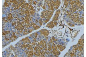 ABIN6277031 at 1/100 staining Human pancreas tissue by IHC-P.