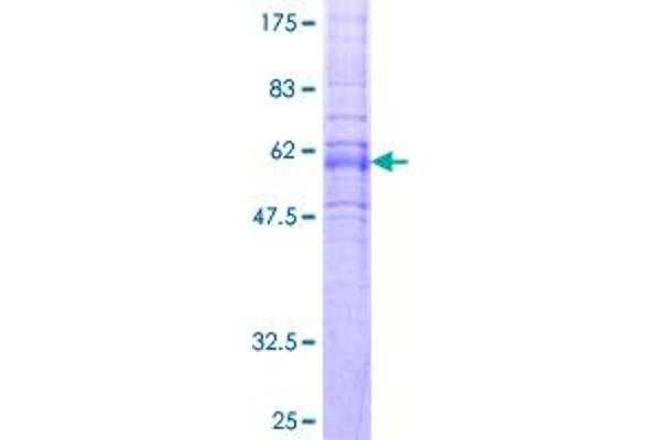 OPRL1 Protein (AA 1-370) (GST tag)