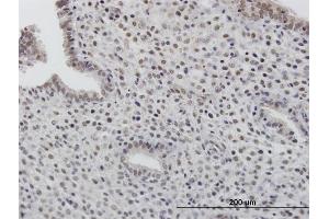 Immunoperoxidase of purified MaxPab antibody to TOB1 on formalin-fixed paraffin-embedded human endometrium. (Protein Tob1 (TOB1) (AA 1-345) antibody)