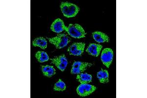 Confocal immunofluorescent analysis of COPE Antibody (C-term) (ABIN655276 and ABIN2844868) with  cell followed by Alexa Fluor 488-conjugated goat anti-rabbit lgG (green). (COPE antibody  (C-Term))